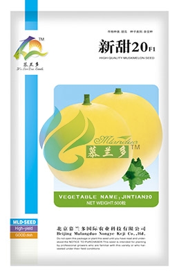 新甜20