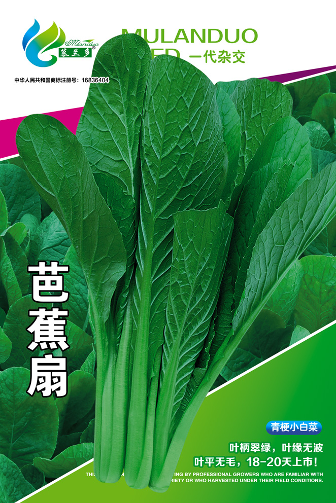 芭蕉扇