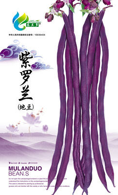 紫罗兰