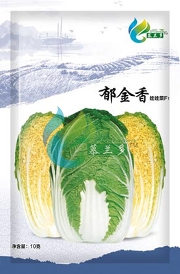 郁金香