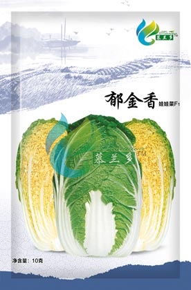 郁金香