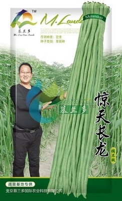惊天长龙