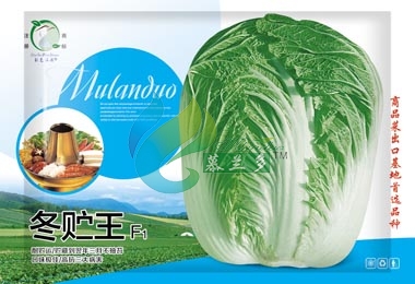 冬贮王
