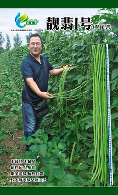 靓翡1号