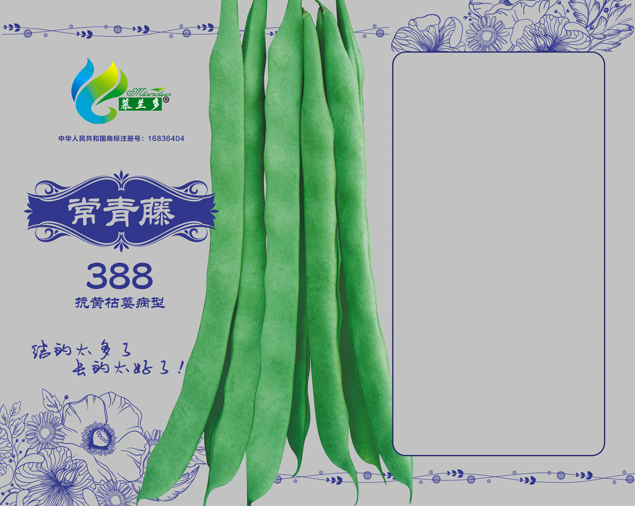 常青藤388罐
