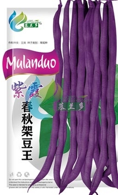 紫霞春秋