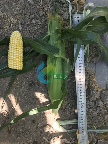 玉米基地展示
