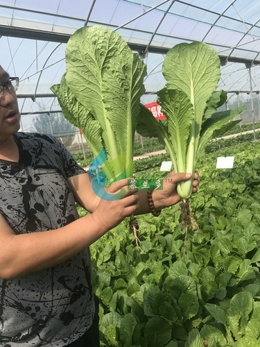 叶菜类基地展示