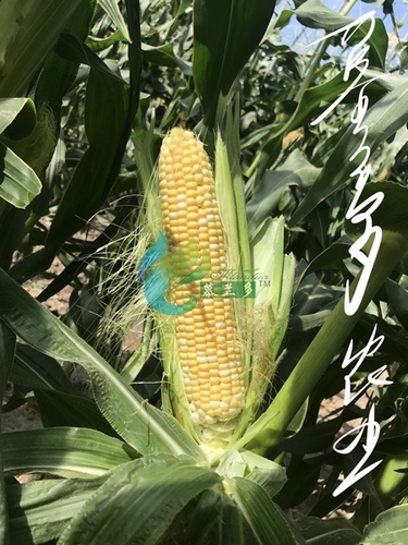 玉米基地展示